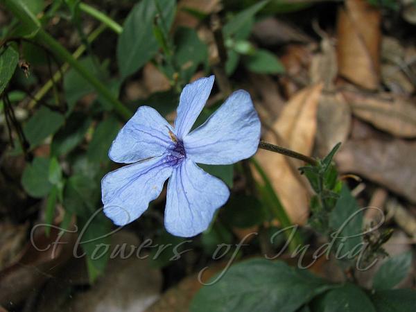 Konkan Eranthemum